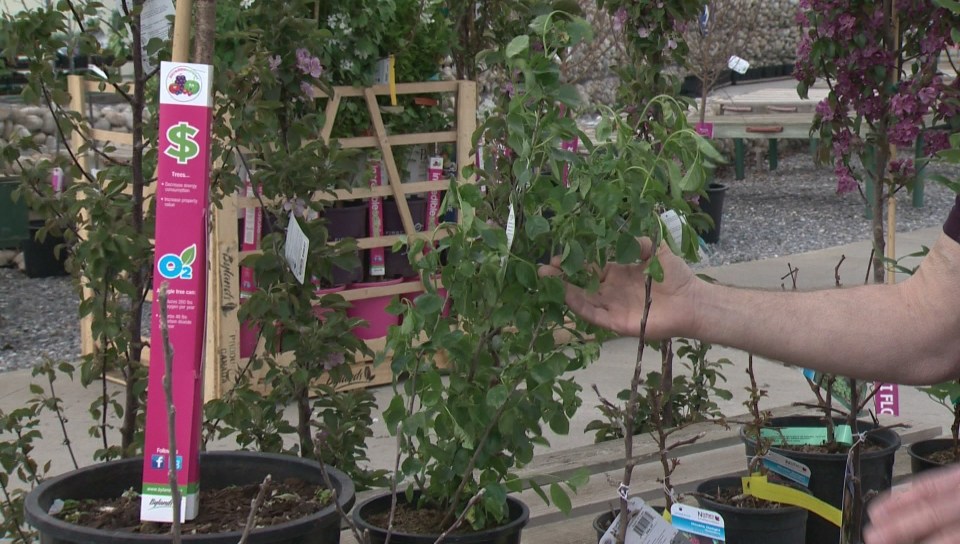 Want to Fight Climate Change? Plant 1 Trillion Trees